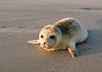 Eine junge Robbe am Strand von Wangerooge.