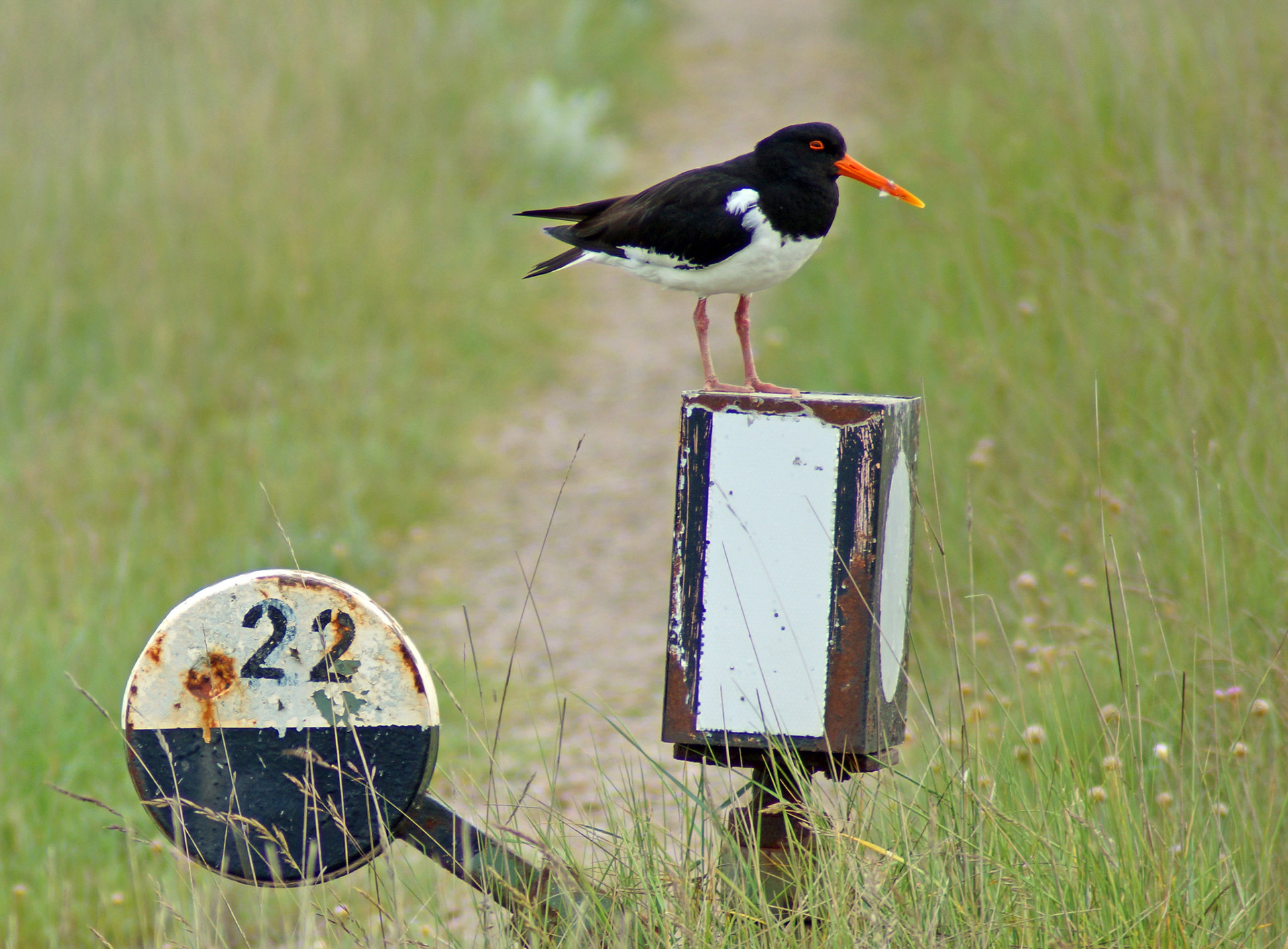 Ein schwarz-weißer Vogel mit orangenem Schnabel sitzt auf einer alten Weichenschaltung des Inselzuges.