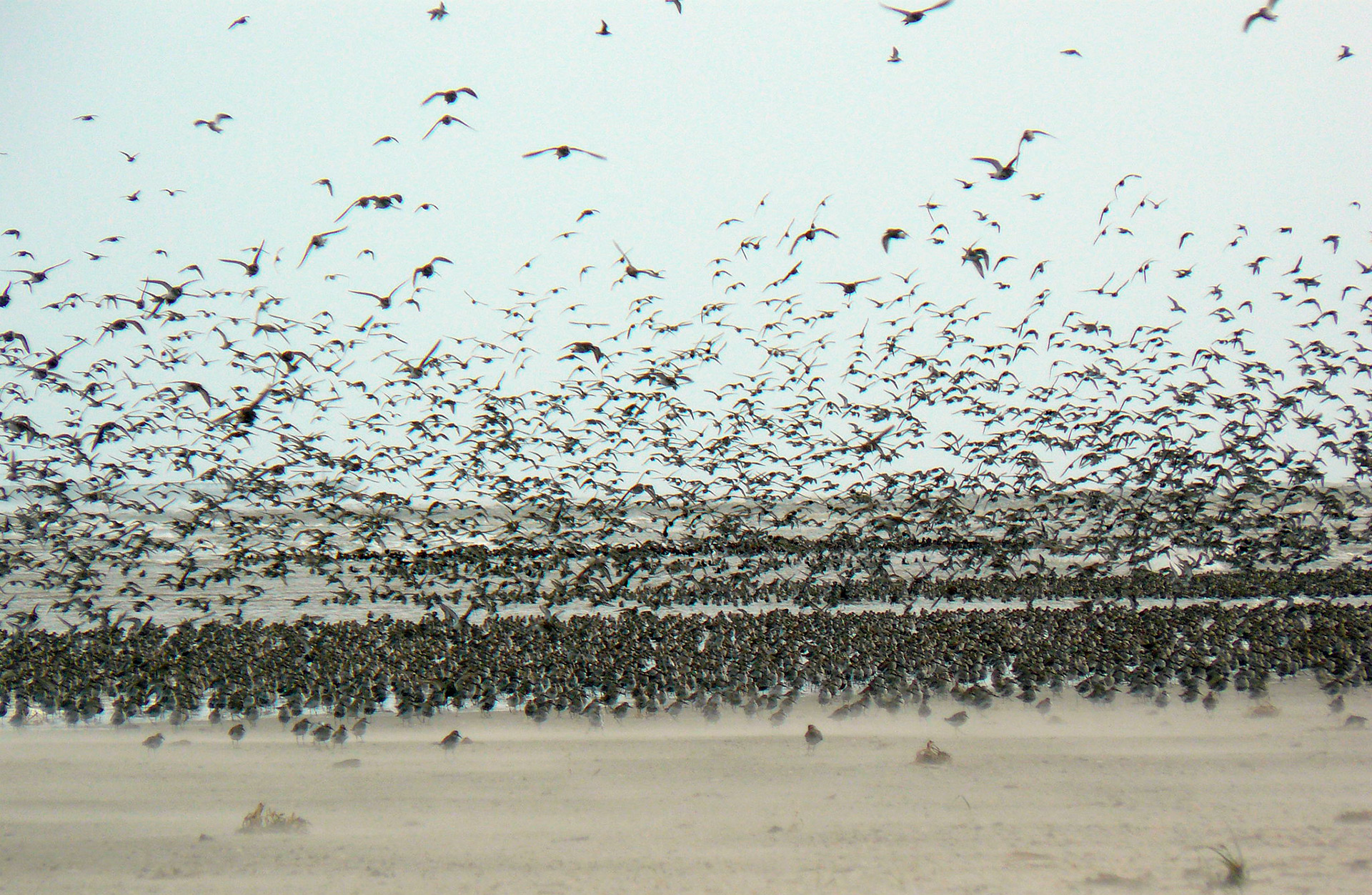 Ein dichter Vogelschwarm am Strand. Vögel in der Luft und am Boden.
