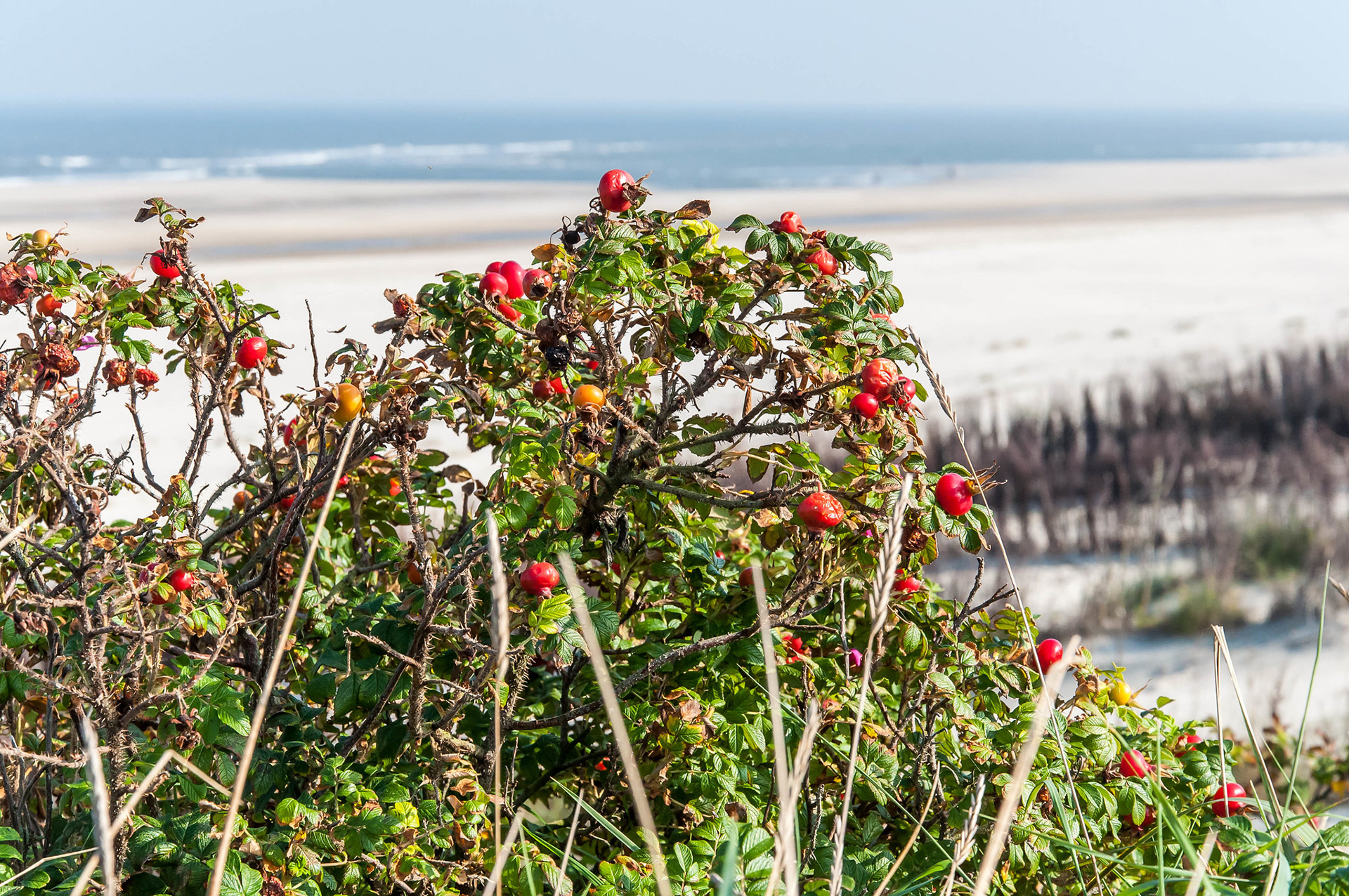 Ein Hagebuttenstrauch am Strand. Die Früchte sind rot und reif. Im Hintergrund sieht man das Meer.