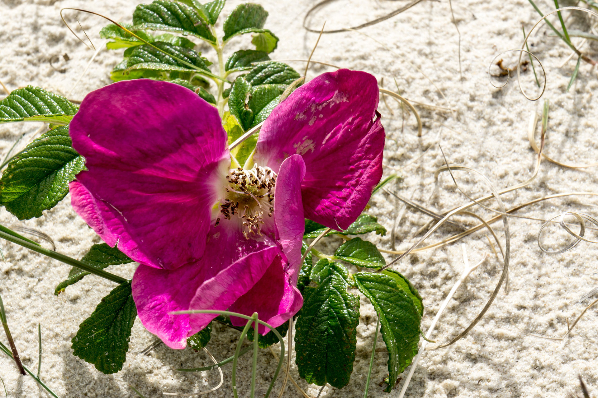 Eine lila Blüte an einer grünen Pflanze, die auf Sand wächst.