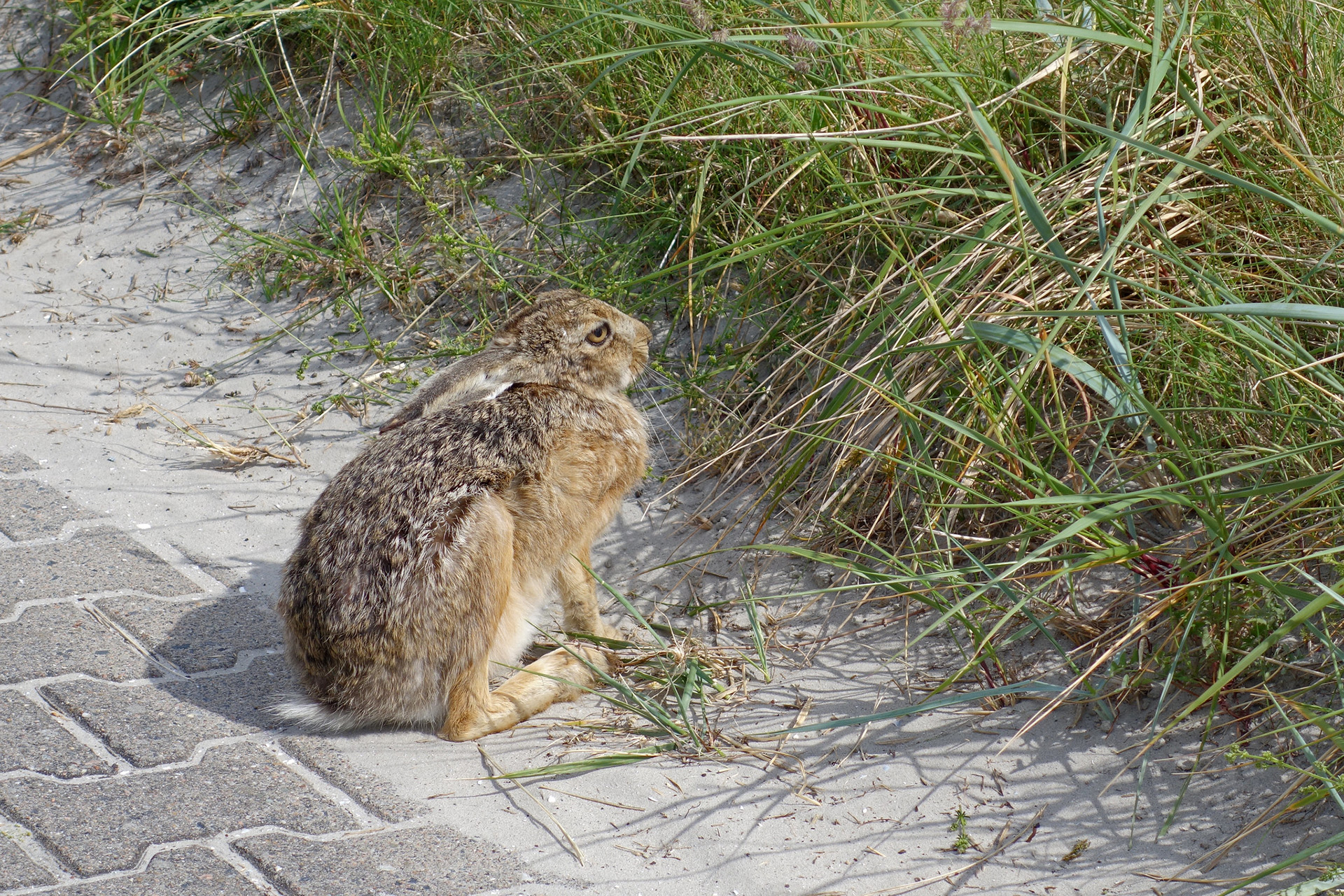 Nahaufname eines Hasen, der auf einem Strandweg sitzt.