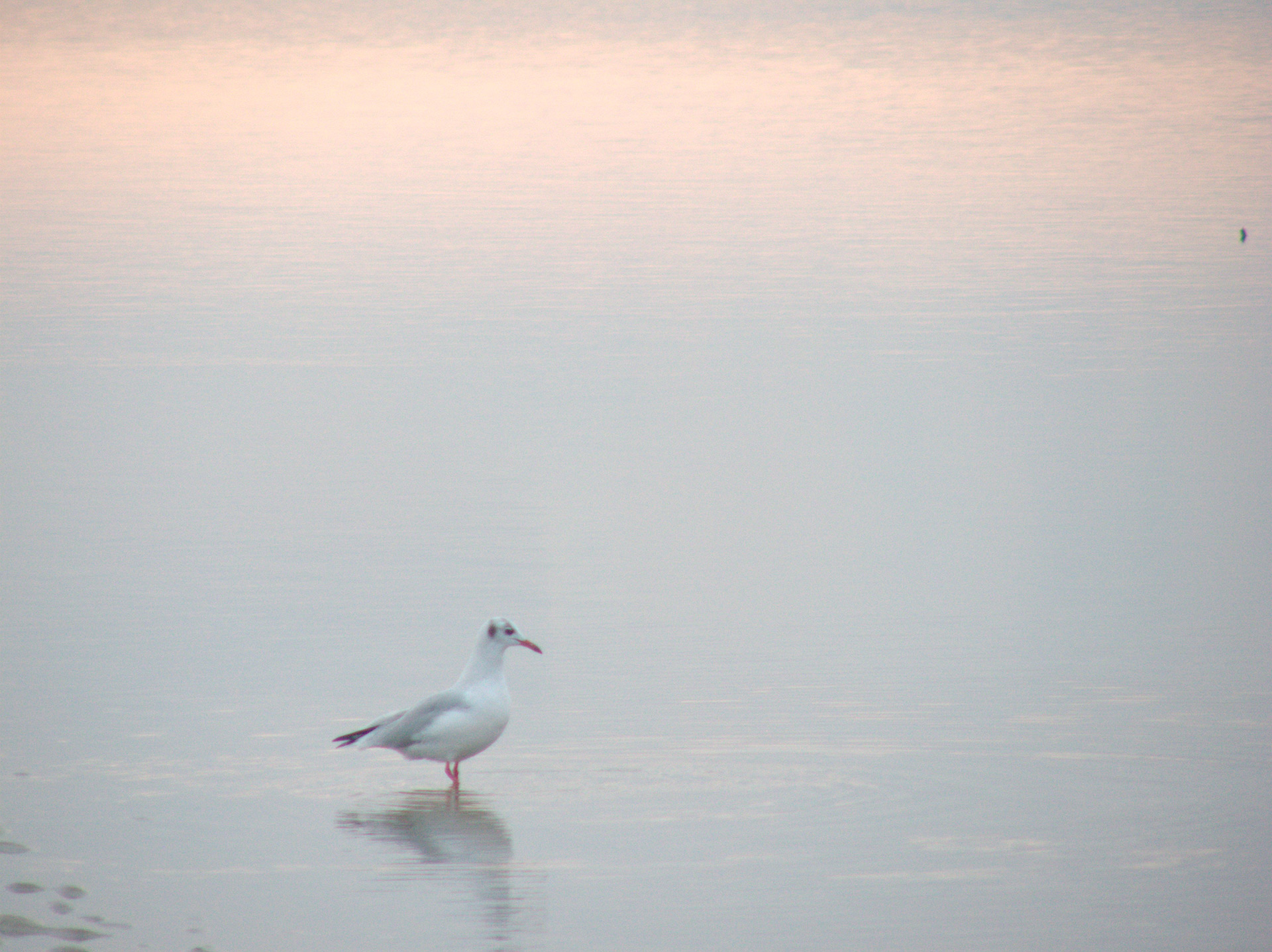 Eine Möwe steht im kalten ruhien Wasser am Strand.