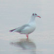 Eine Möwe steht im kalten ruhien Wasser am Strand.