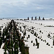 Alte Buhnen am Strand. Die Hölzer sehen alt und morsch aus, wie sie aus dem Sand ragen.